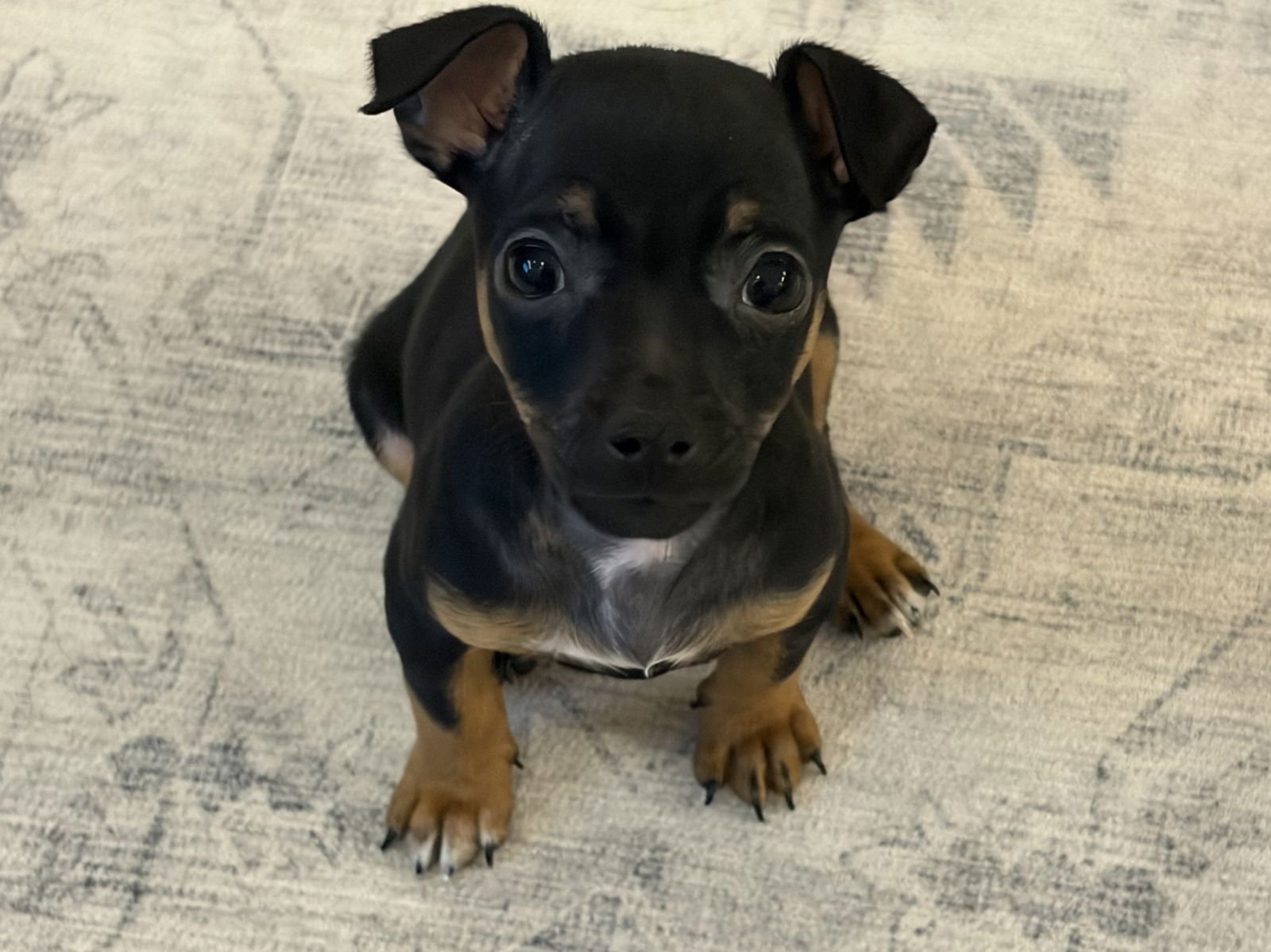 ERNIE - Chihuahua available for adoption