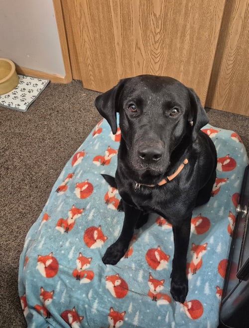 COLE - Labrador Retriever / Black Labrador Retriever for adoption in Omaha