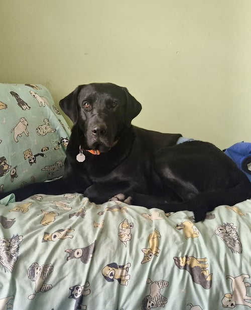 COLE - Labrador Retriever / Black Labrador Retriever available for adoption