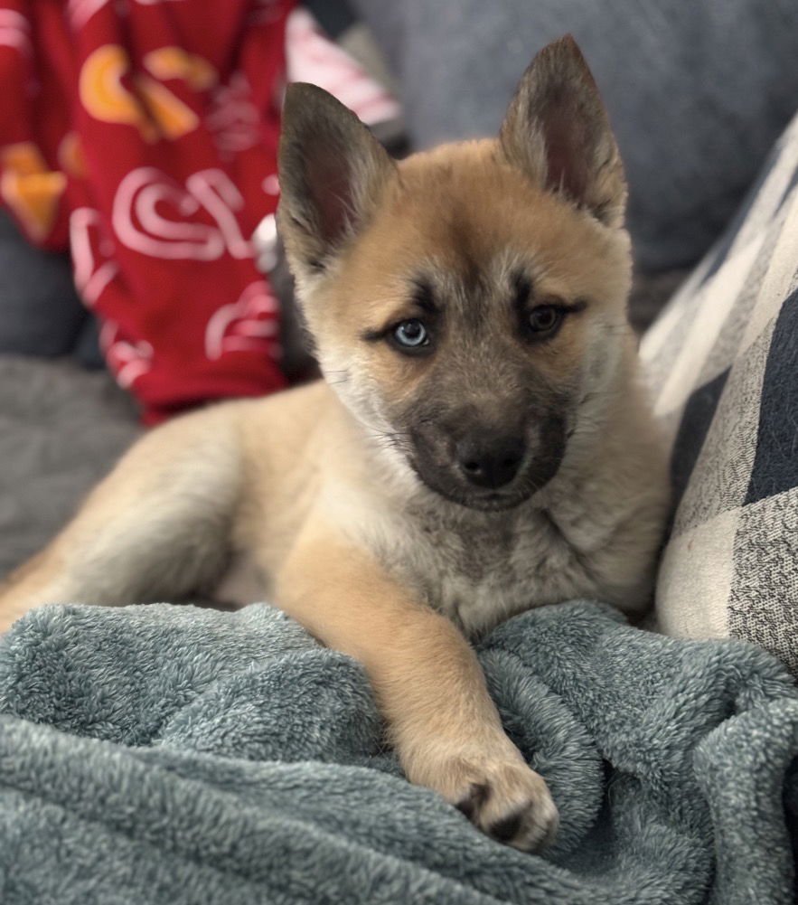 RHEA - Husky / Shepherd available for adoption