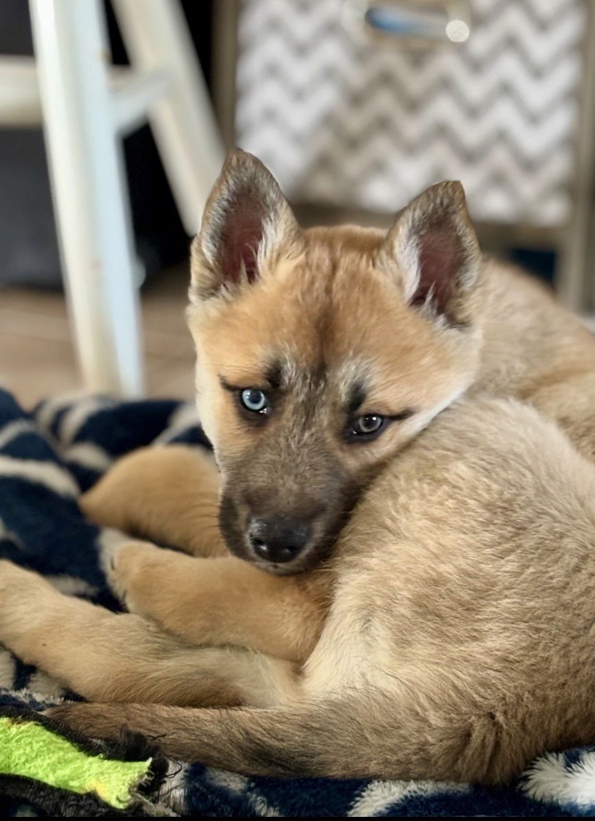 RHEA - Husky / Shepherd available for adoption