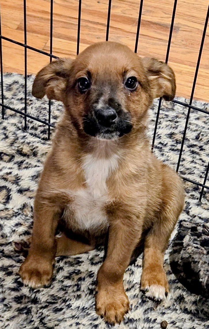 PISTACHIO - Australian Shepherd available for adoption