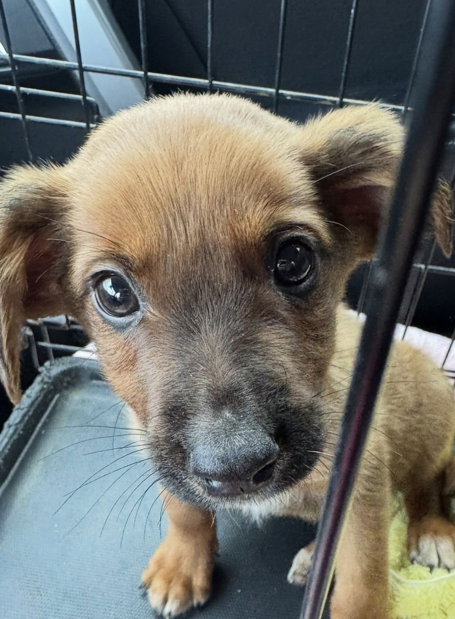 PISTACHIO - Australian Shepherd available for adoption