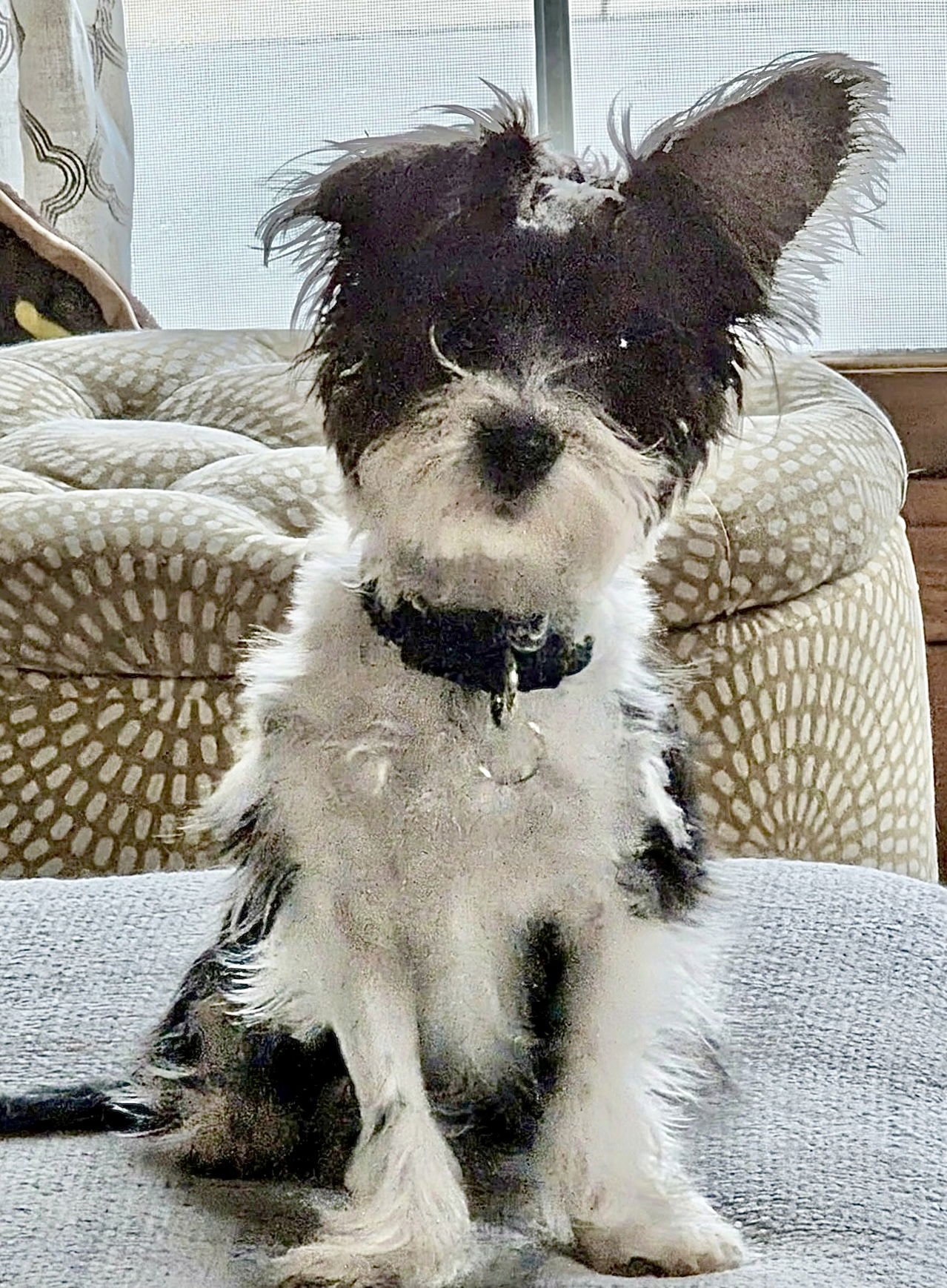 GIZMO - Terrier available for adoption