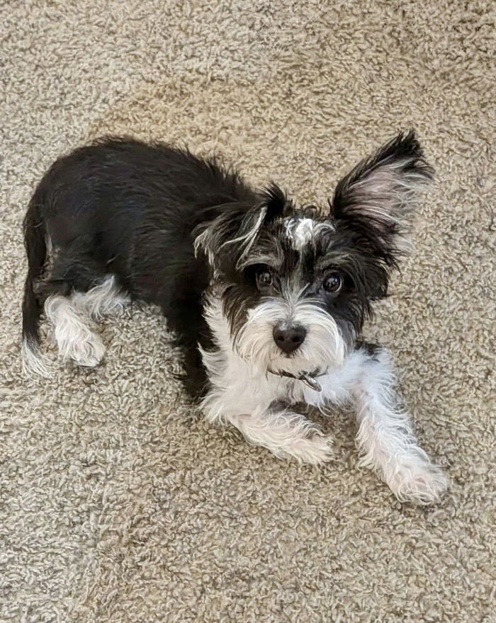 GIZMO - Terrier available for adoption