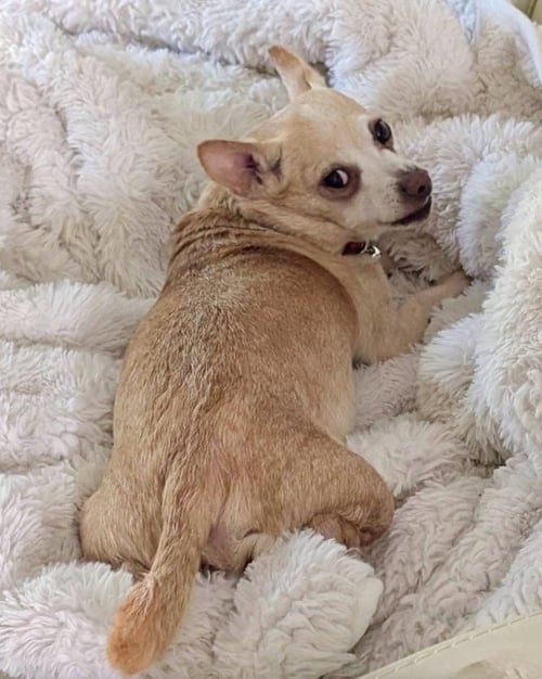 MAUI - Chihuahua for adoption in Omaha