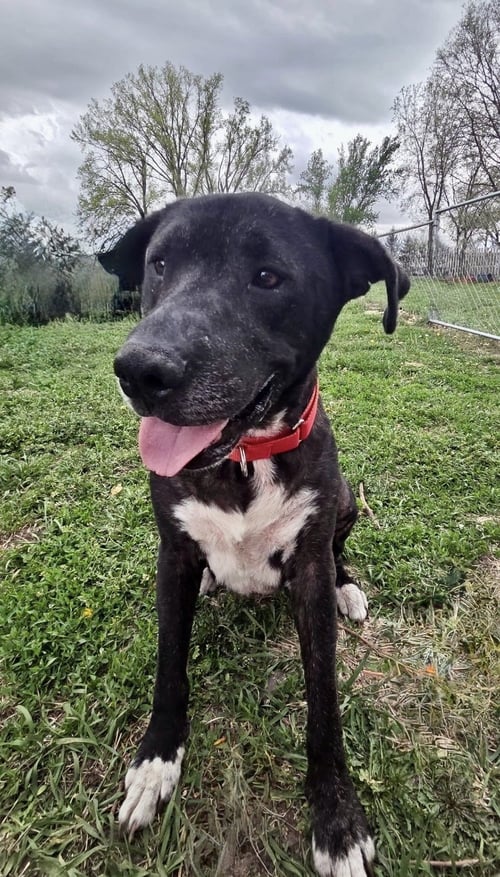 STAR - Boxer / Terrier for adoption in Omaha