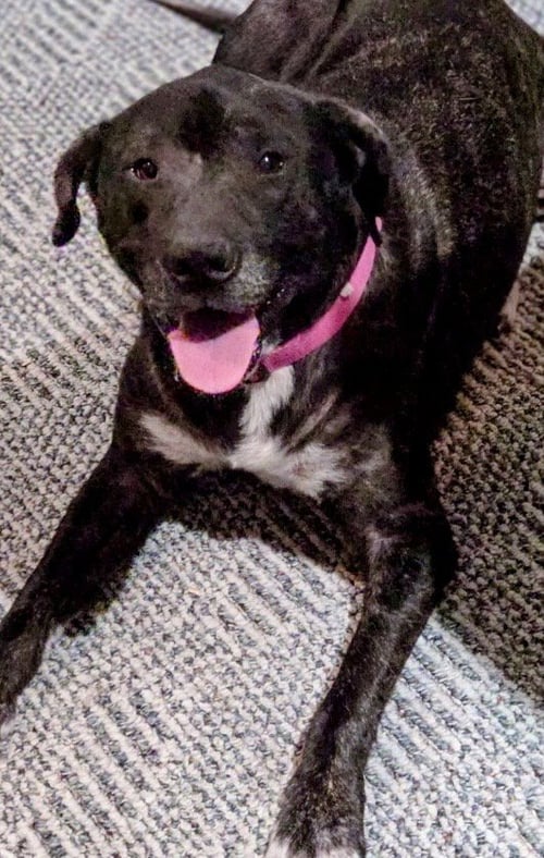 STAR - Boxer / Terrier available for adoption
