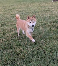 Kitsu - Photo 3