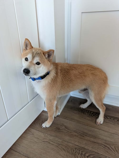 KITSU - Shiba Inu for adoption in Omaha