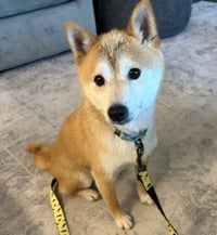 Kitsu - Photo 4