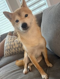 Kitsu - Photo 2