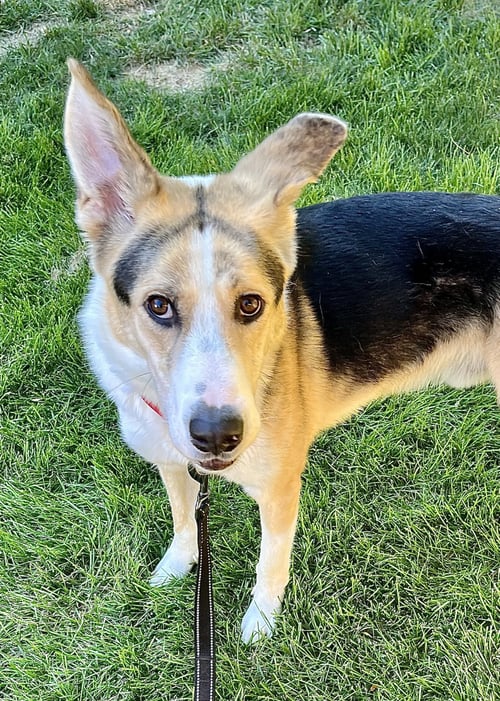 ROYAL - Collie / Shepherd for adoption in Omaha