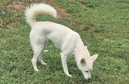 CHARLOTTE - Siberian Husky available for adoption
