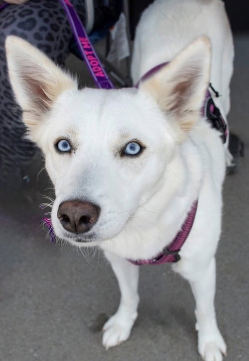 CHARLOTTE - Siberian Husky available for adoption