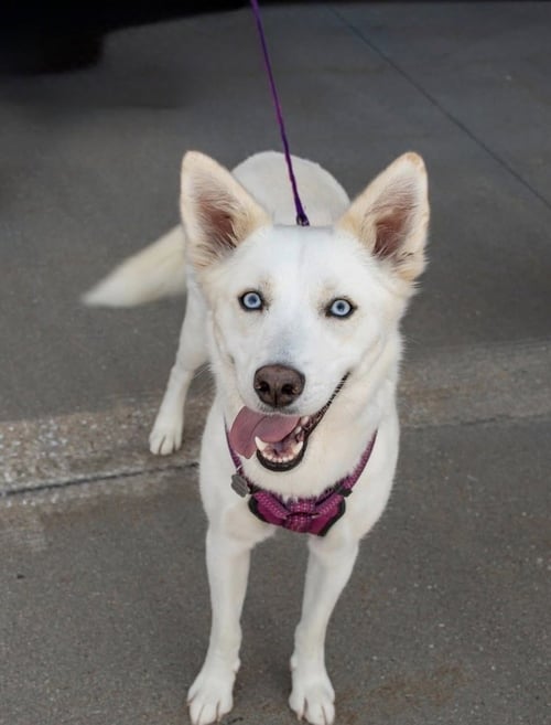 CHARLOTTE - Siberian Husky for adoption in Omaha