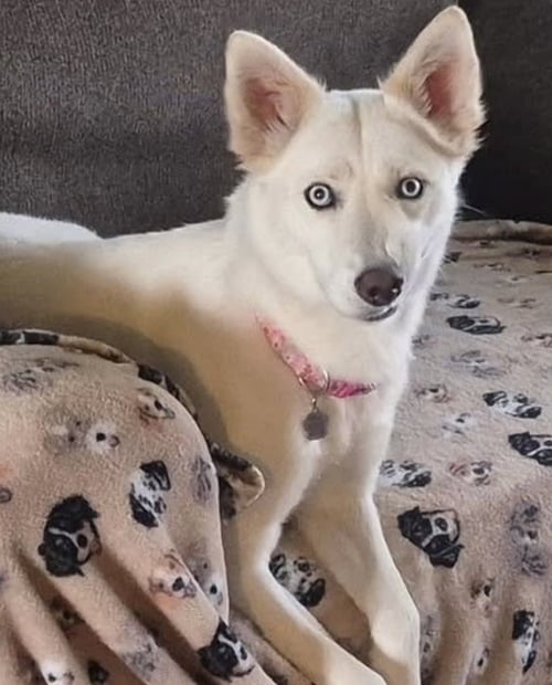 CHARLOTTE - Siberian Husky available for adoption