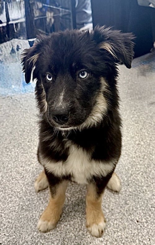HARLEY - Husky / Australian Shepherd for adoption in Omaha