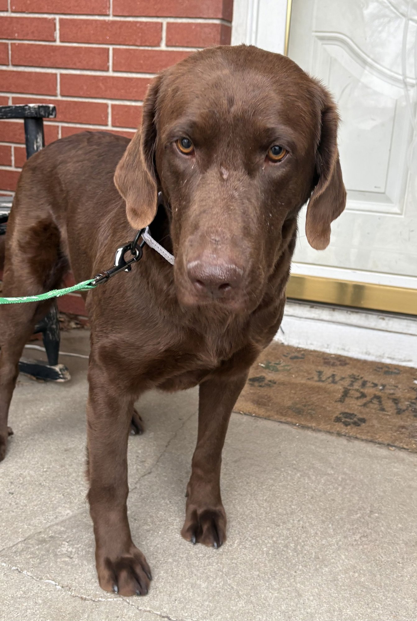 MAUDIE - Chocolate Labrador Retriever available for adoption