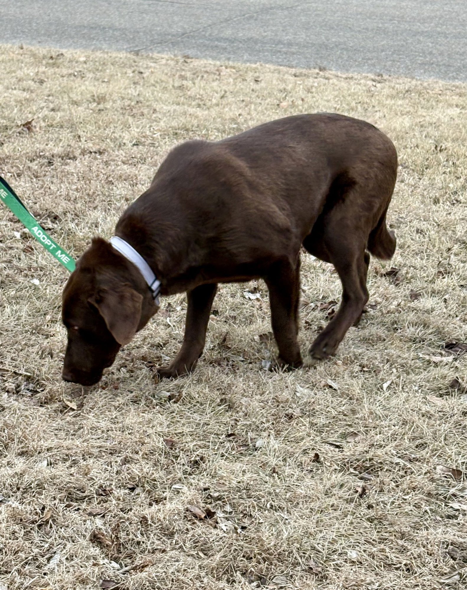 MAUDIE - Chocolate Labrador Retriever available for adoption