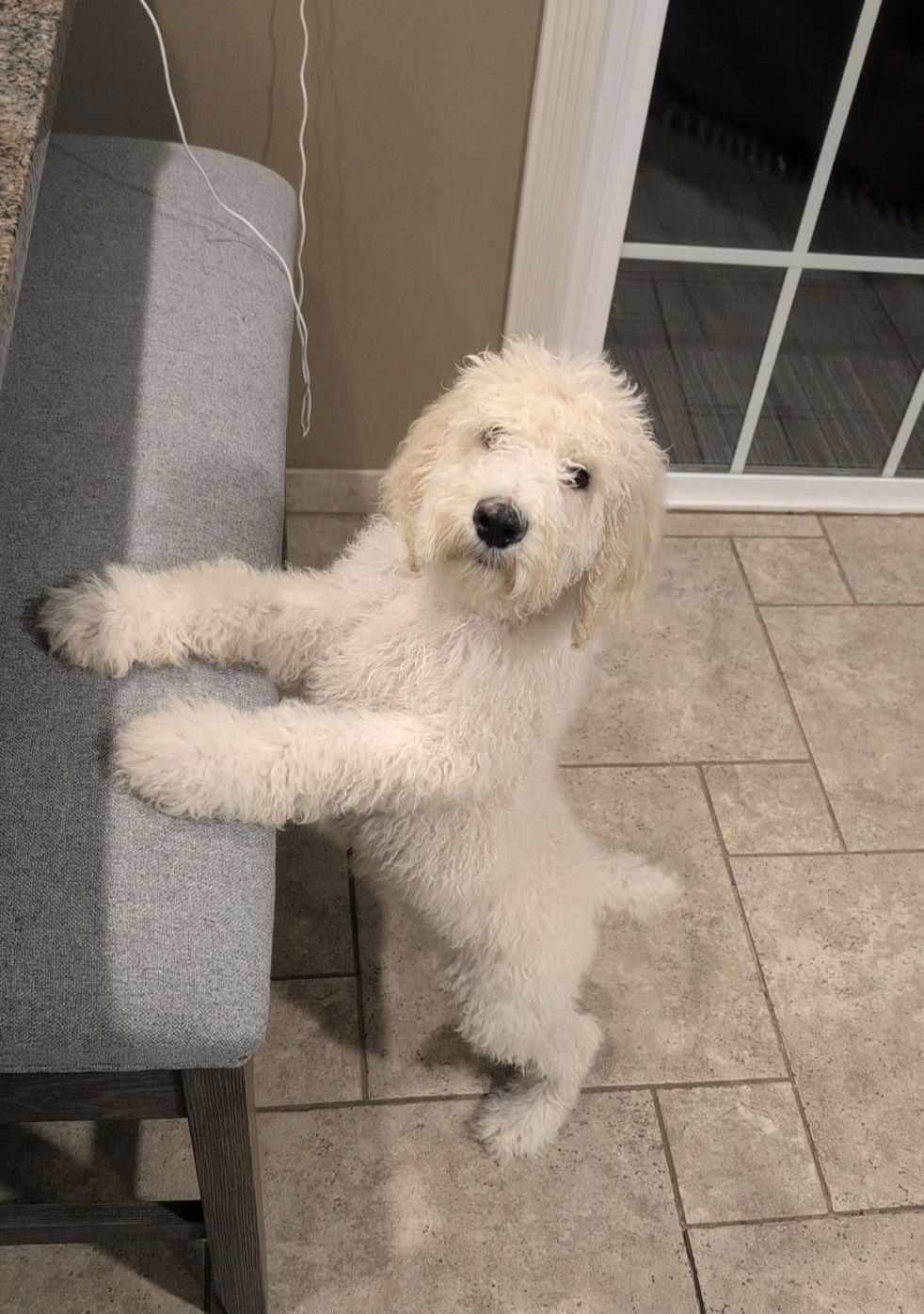 ANDY - Poodle (unknown type) available for adoption