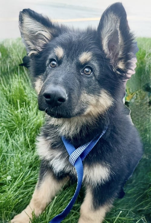 APOLLO - German Shepherd Dog available for adoption