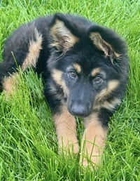 Apollo - Photo 2