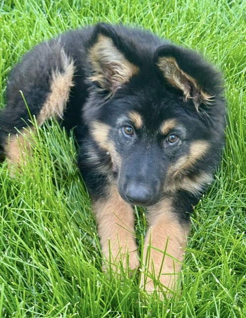 APOLLO - German Shepherd Dog available for adoption