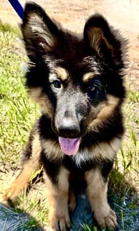 Apollo - Photo 4