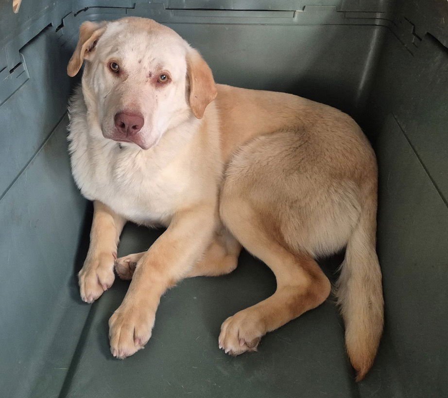 DRAKE - Labrador Retriever available for adoption