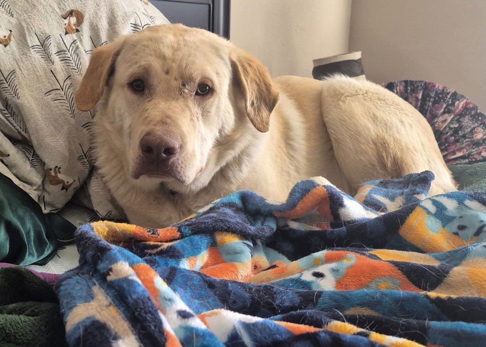 DRAKE - Labrador Retriever available for adoption