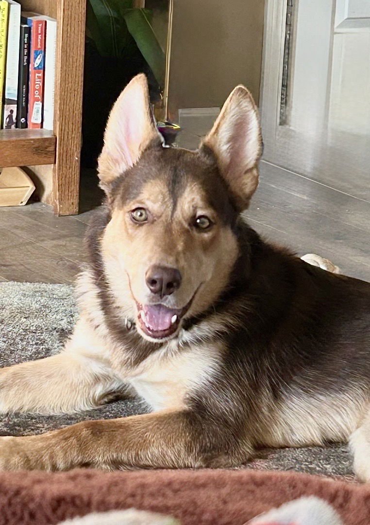 BEAR - Shepherd for adoption in Omaha