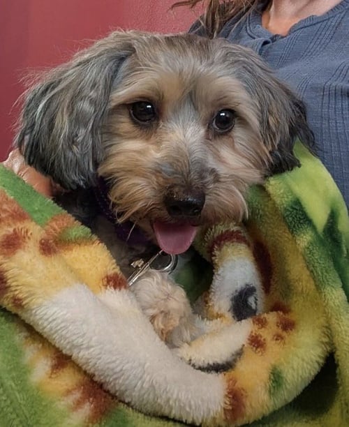 CALLIE - Dachshund / Poodle (Miniature) available for adoption