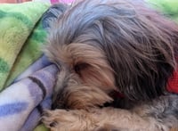 Callie - Photo 3