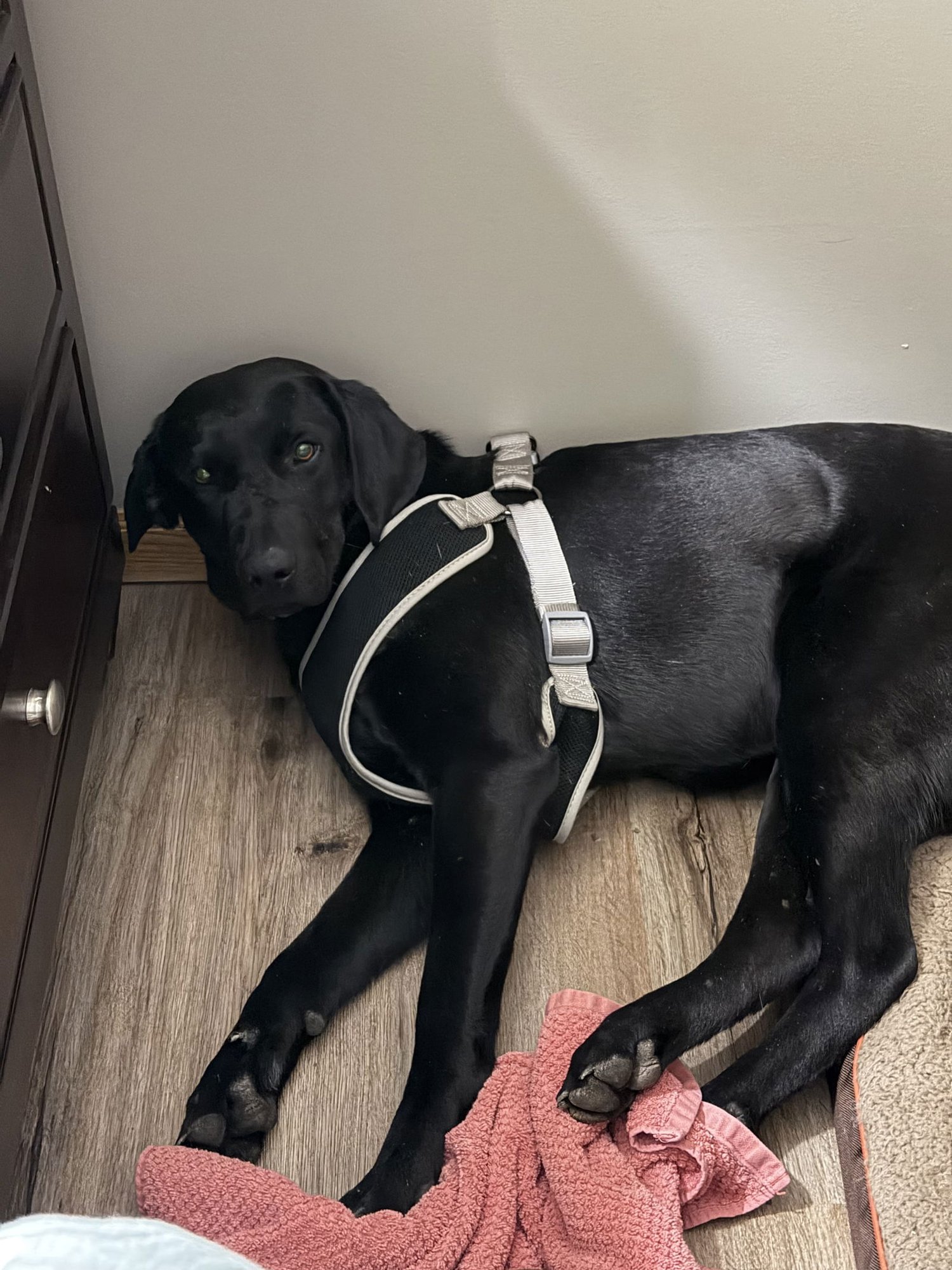 ASHA - Black Labrador Retriever available for adoption