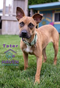 Tater - Photo 4