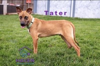 Tater - Photo 3