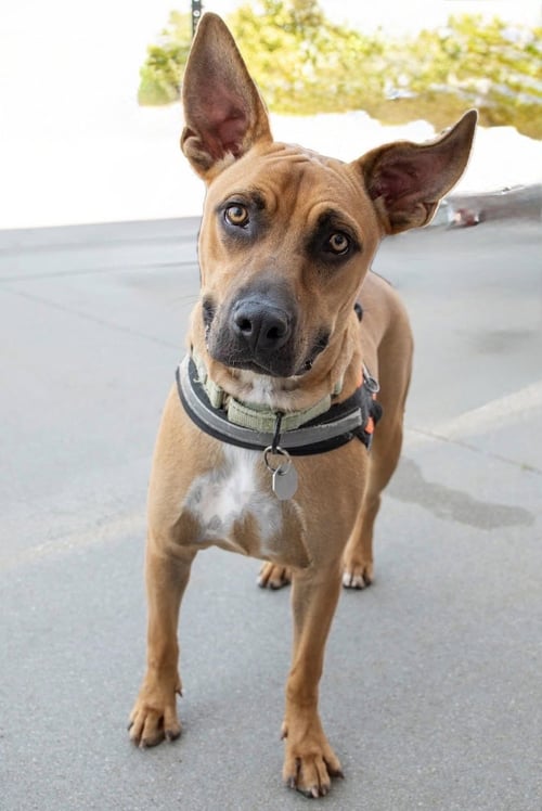 TATER - Boxer / Labrador Retriever for adoption in Omaha