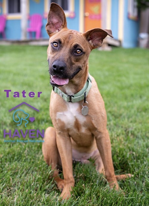TATER - Boxer / Labrador Retriever for adoption in Omaha