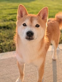 Kit - Photo 1