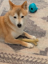 Kit - Photo 2