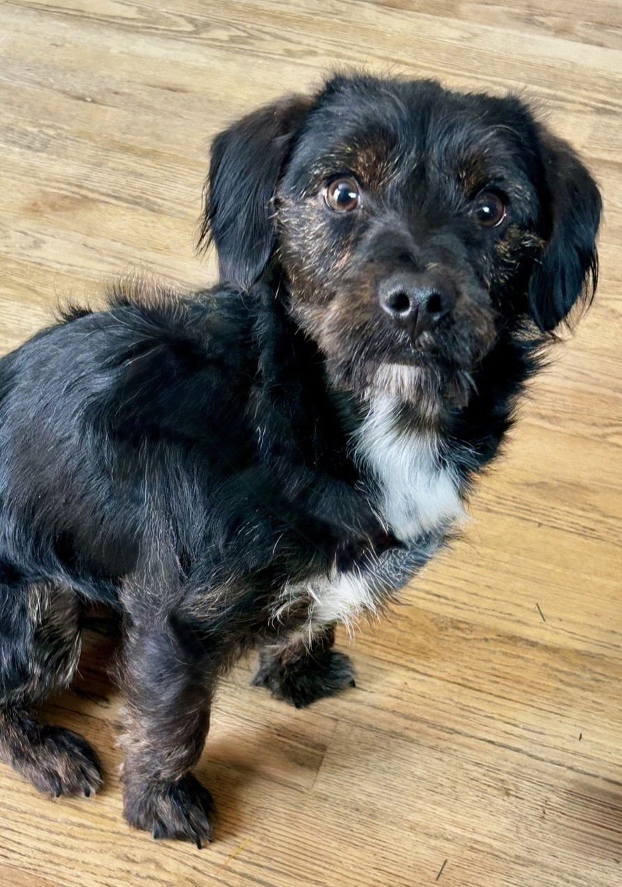 SAM - Terrier available for adoption