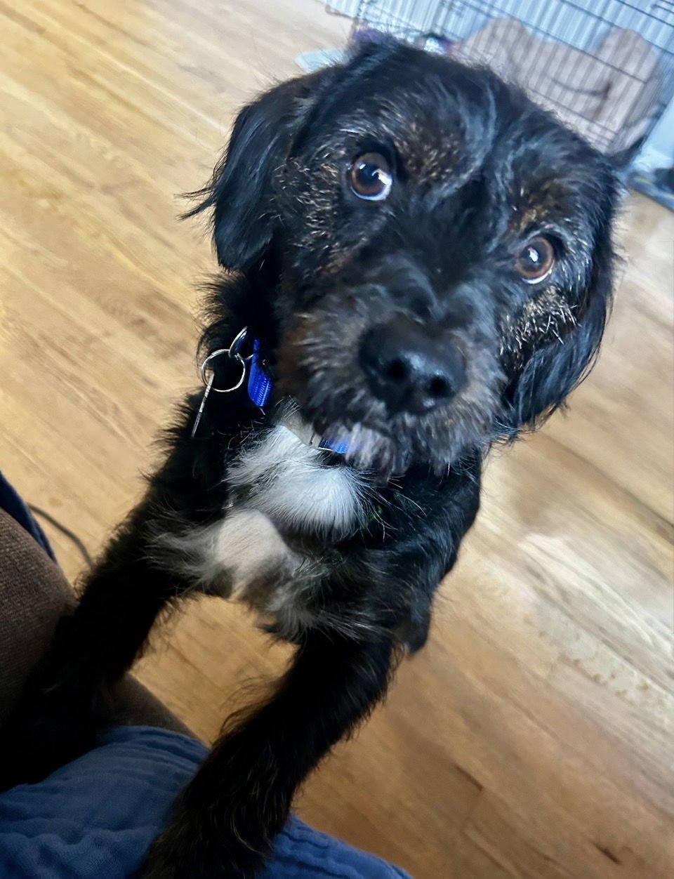 SAM - Terrier available for adoption