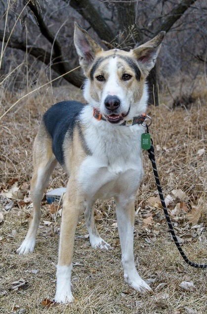 ROYAL - Collie / Shepherd for adoption in Omaha