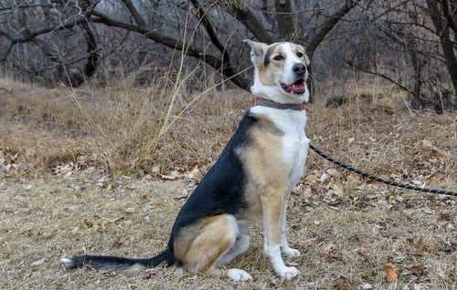 ROYAL - Collie / Shepherd available for adoption