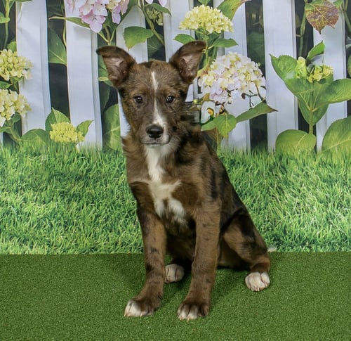 MAVERICK - Terrier / Shepherd for adoption in Omaha