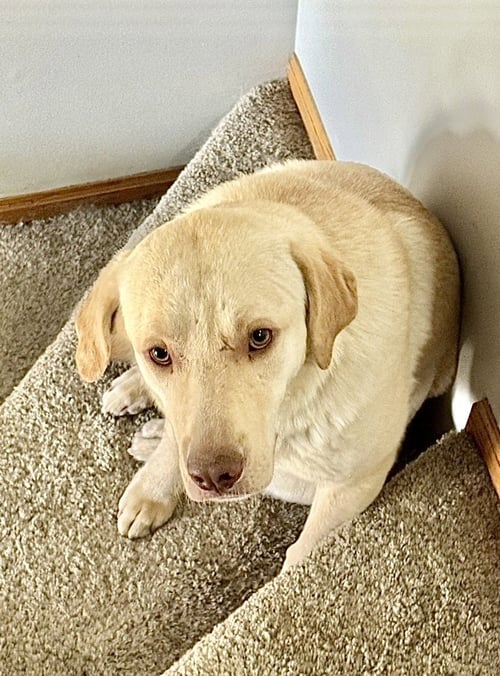 DRAKE - Labrador Retriever available for adoption