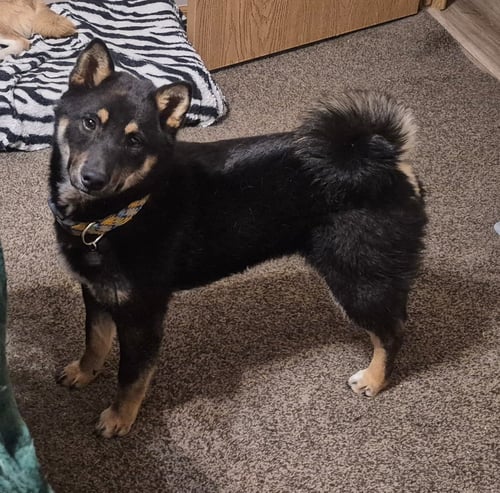 GUINNESS - Shiba Inu for adoption in Omaha
