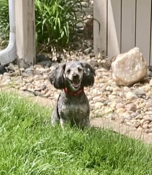 BUFFY - Poodle (Toy) / Dachshund for adoption in Omaha