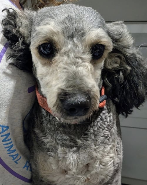 BUFFY - Poodle (Toy) / Dachshund available for adoption